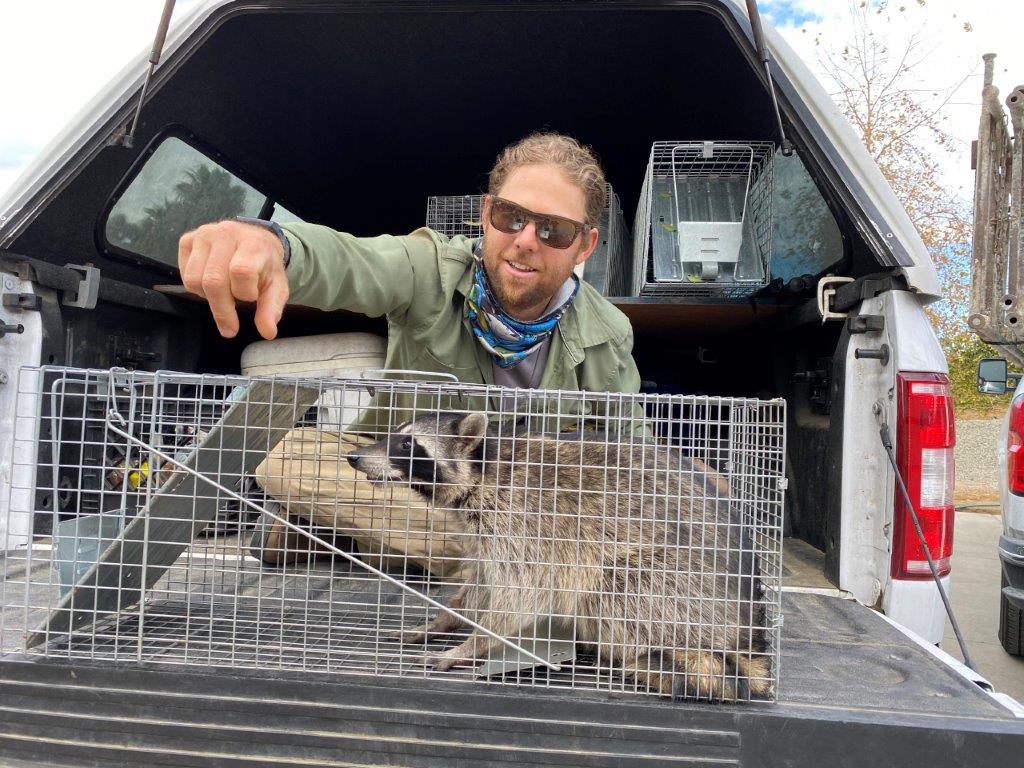 Nashville raccoon trapping